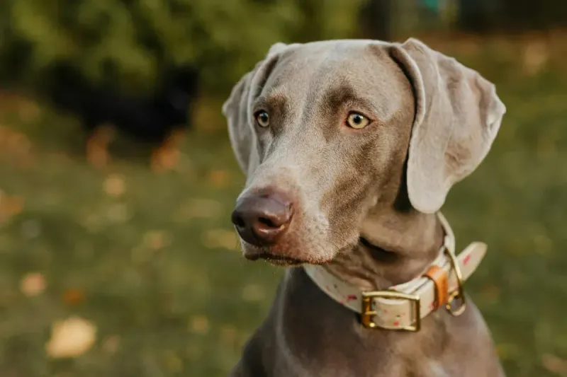 Mejor collar antiparasitario para perros 2026