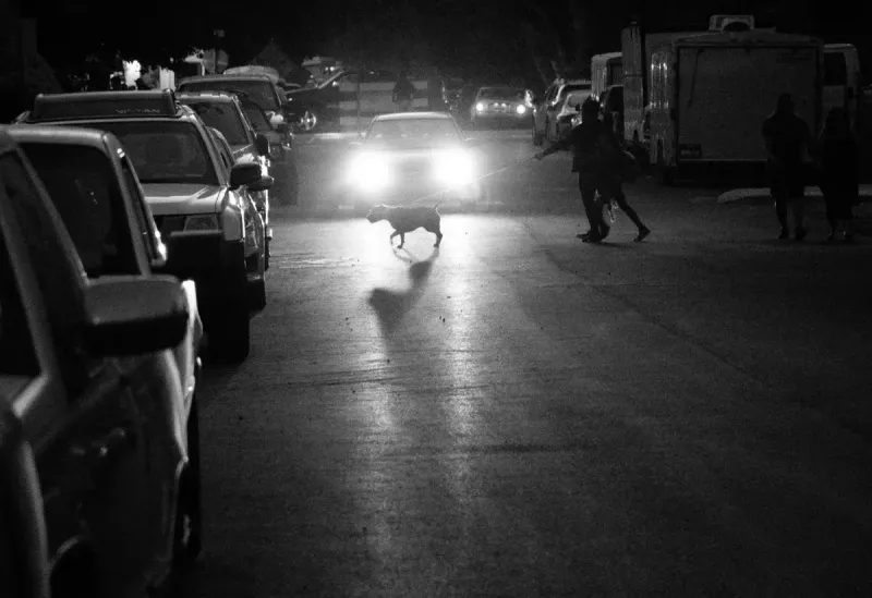 Mejor collar luminoso LED para perros: comparativa 2026