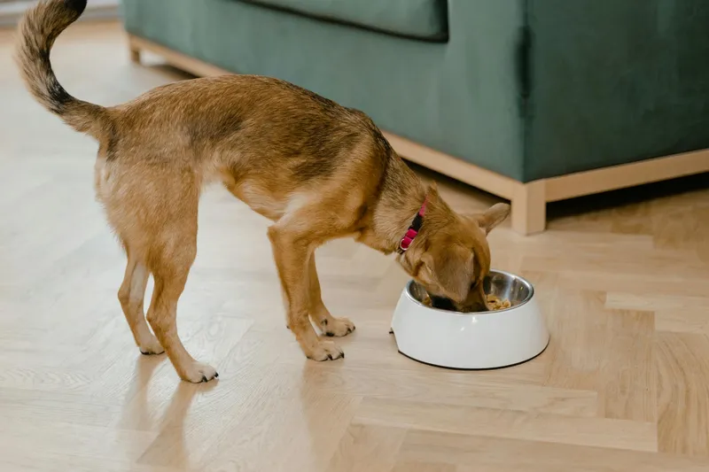 Comedero automático perros con app: comparativa 2026