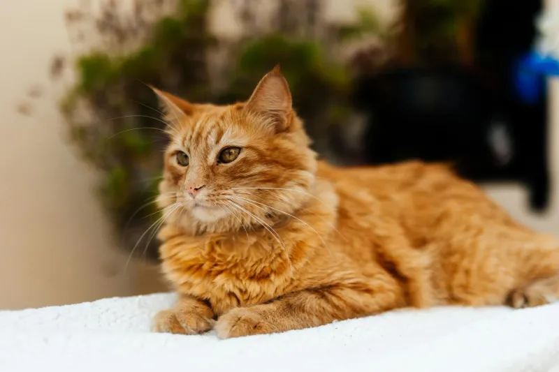 Mejor comedero automático WiFi para gatos 2026