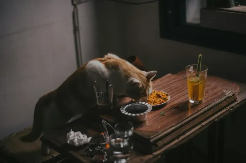 Comederos para gatos: guía completa y comparativa 2026
