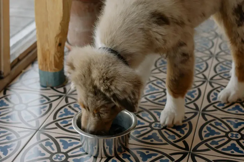 Comedero para perros: guía definitiva y comparativa 2026