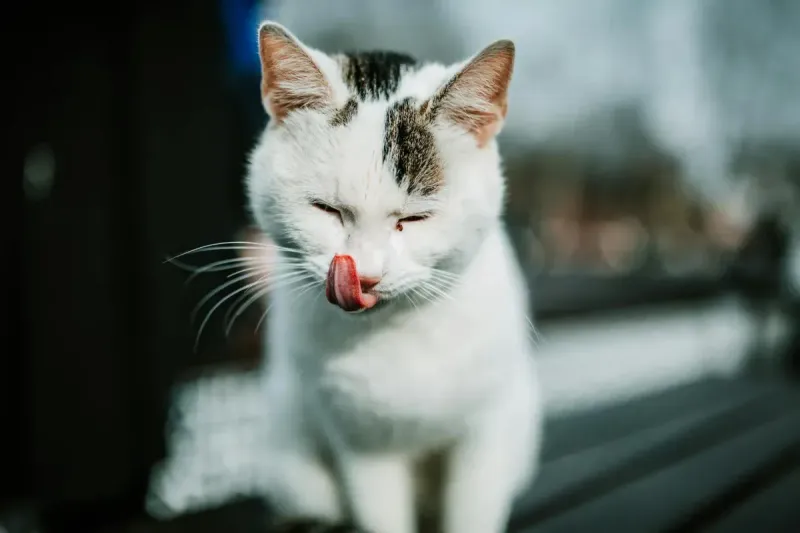 Comida húmeda para gatos: comparativa 2026