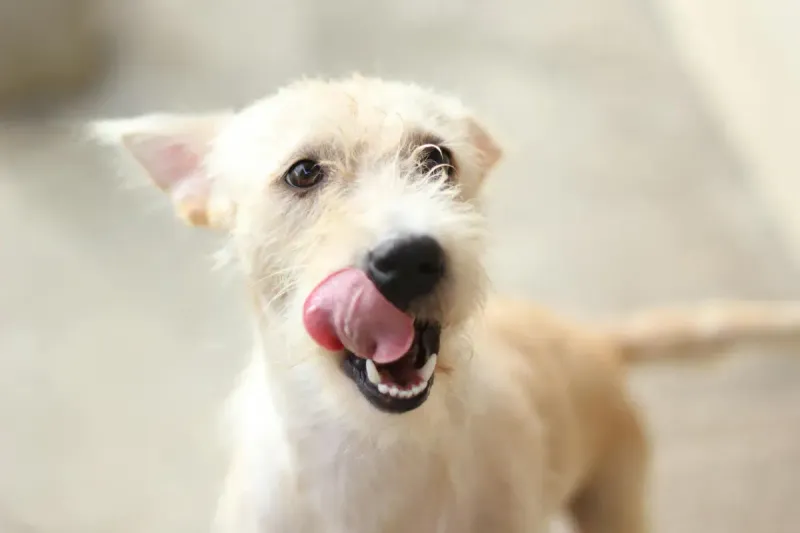 Comida húmeda para perros: comparativa 2026