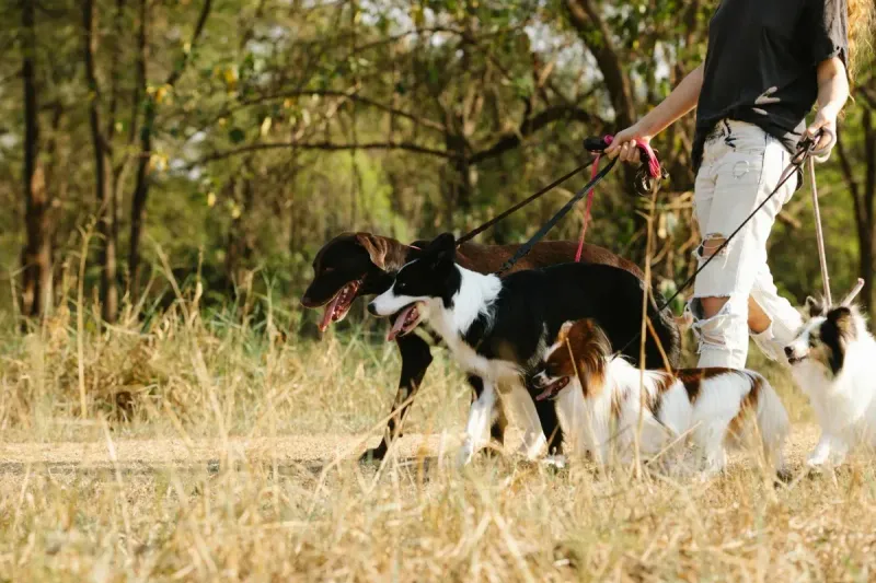 Correas para perros: comparativa y guía completa 2026