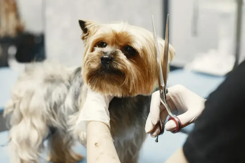 Cortapelos para perros: comparativa 2026