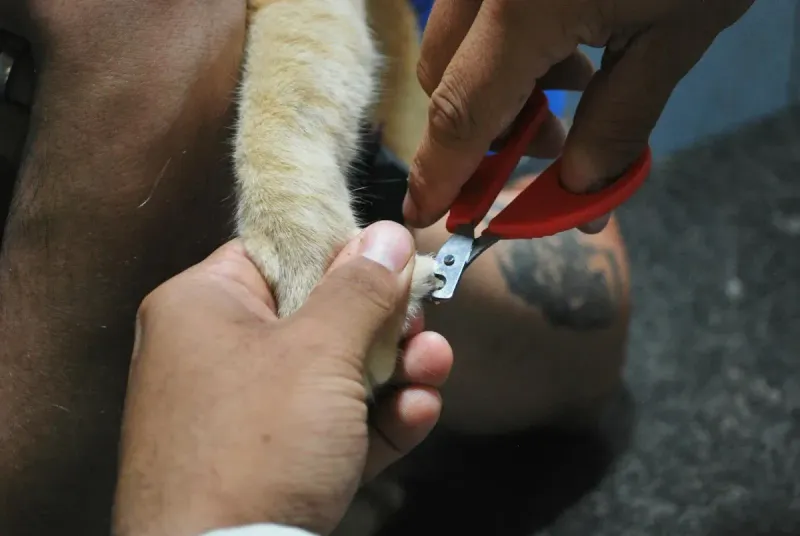 Cortaúñas para perros: comparativa 2026