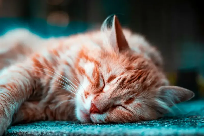 Mejor difusor de feromonas para gatos: comparativa 2026