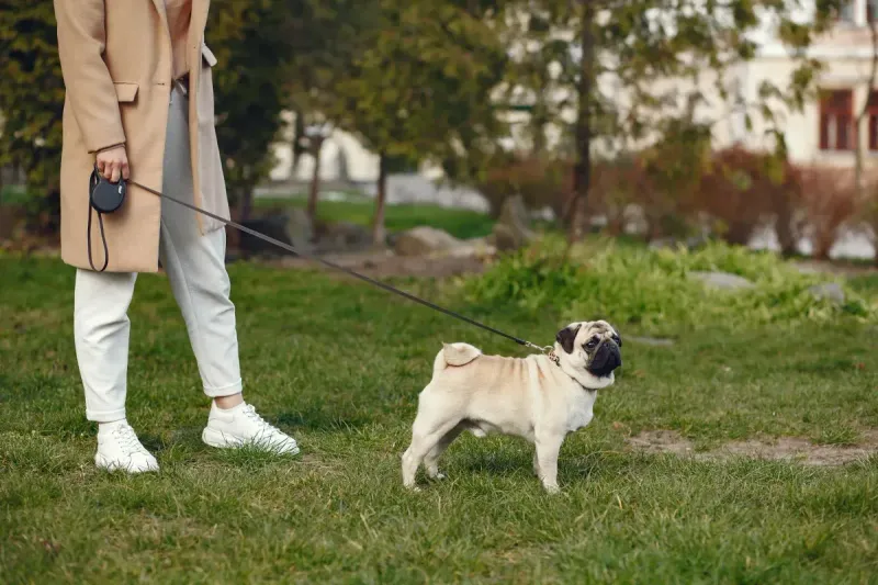 Mejor dispensador de bolsas caca perro 2026