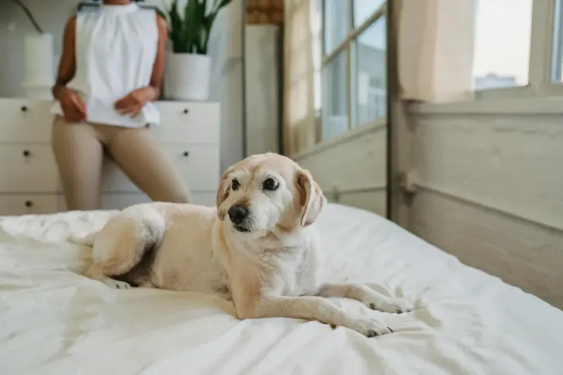 Rampa y escalera para perros: comparativa 2026