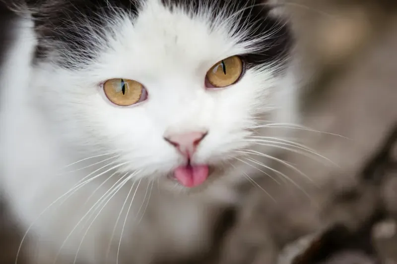 Mejores fuentes de agua silenciosas para gatos