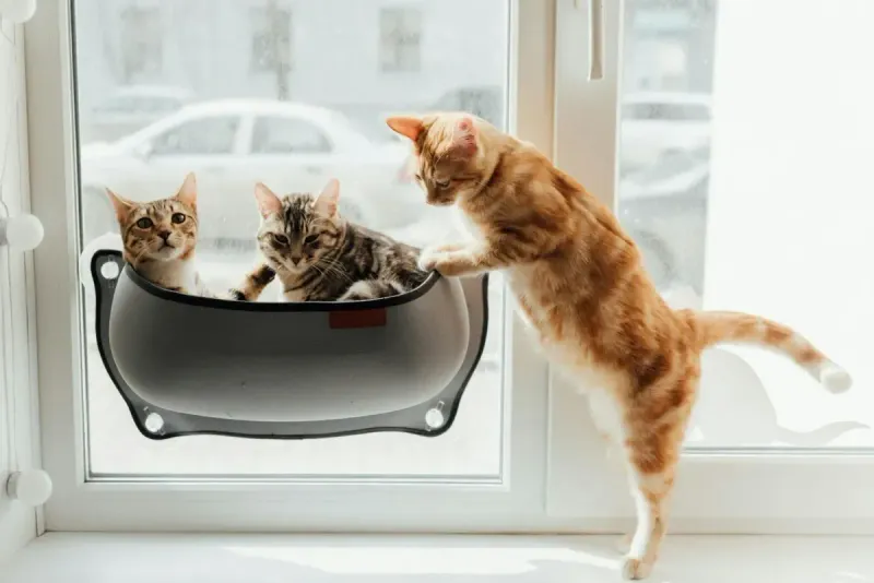 Mejor gatera (puerta para gatos): comparativa 2026
