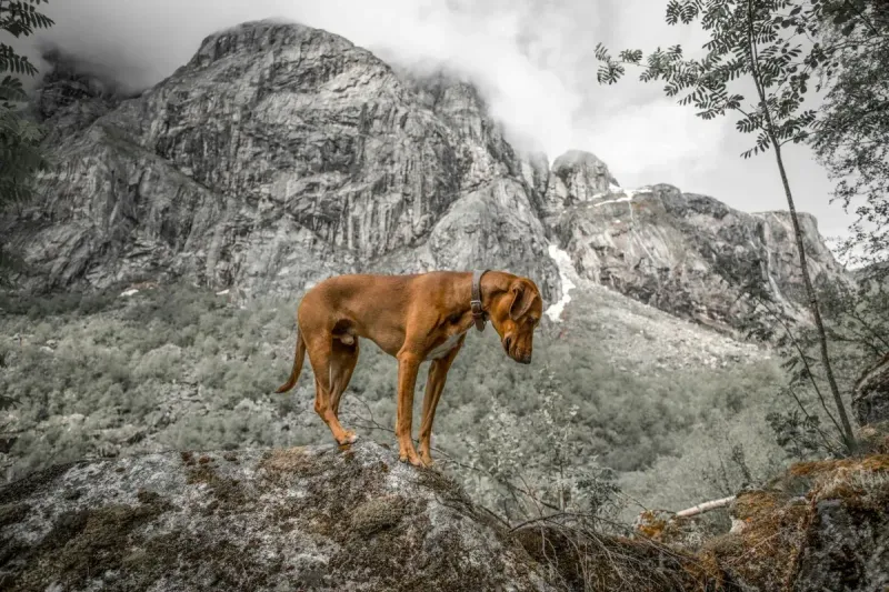 GPS para perros: comparativa de los mejores en 2026