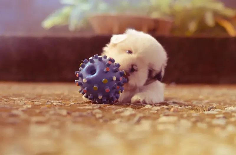Mejores juguetes para cachorros 2026