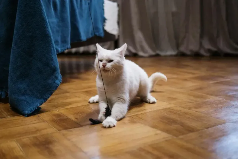 Mejor juguete para gatos: guía completa 2026