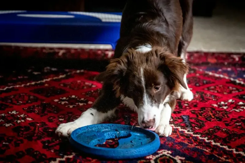 Juguetes de estimulación mental para perros: guía 2026