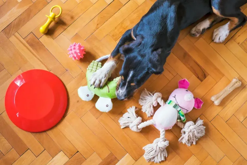 Juguetes resistentes para perros: guía completa 2026