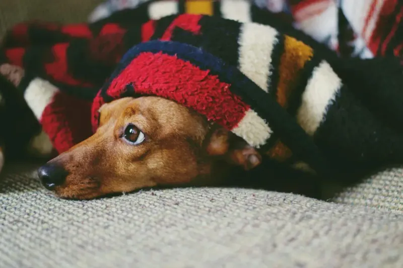 Manta para perros: comparativa 2026