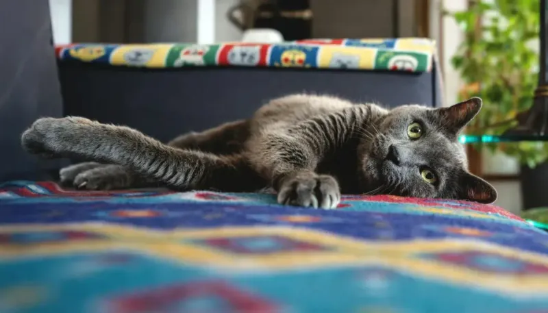 Mejor pienso para gatos de interior: guía y comparativa 2026