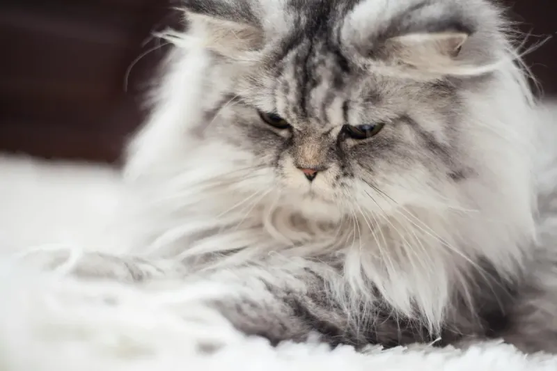 Mejor pienso para gatos de pelo largo: comparativa 2026