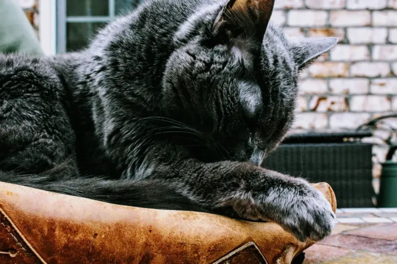 Mejor pienso para gatos mayores: guía y comparativa 2026