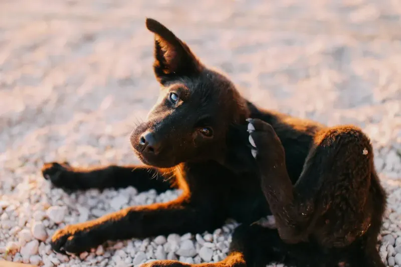 Piensos hipoalergénicos para perros: comparativa 2026