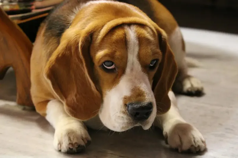 Mejor pienso para perro de raza mediana 2026