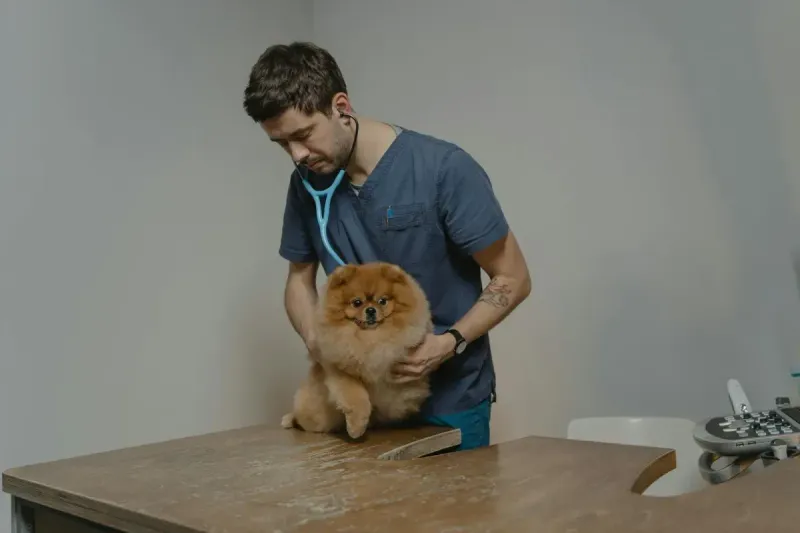 Mejor pienso para perros diabéticos: comparativa 2026