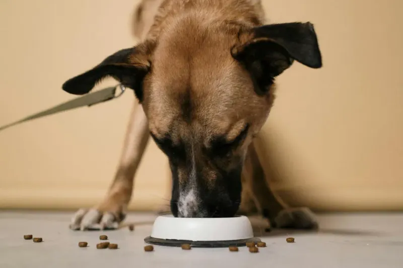 Mejor pienso para perro esterilizado 2026