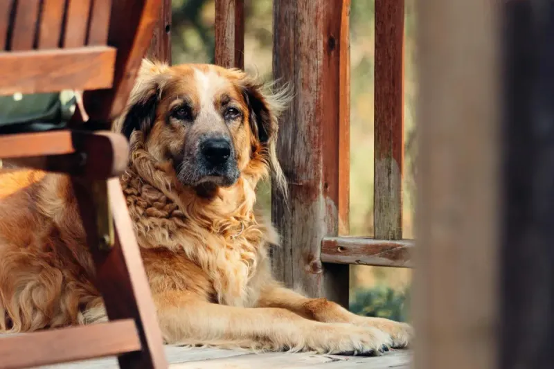 Mejor pienso para perro senior: comparativa 2026