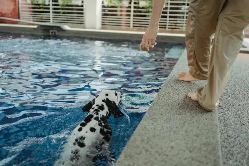 Piscina para perros: comparativa de las mejores 2026