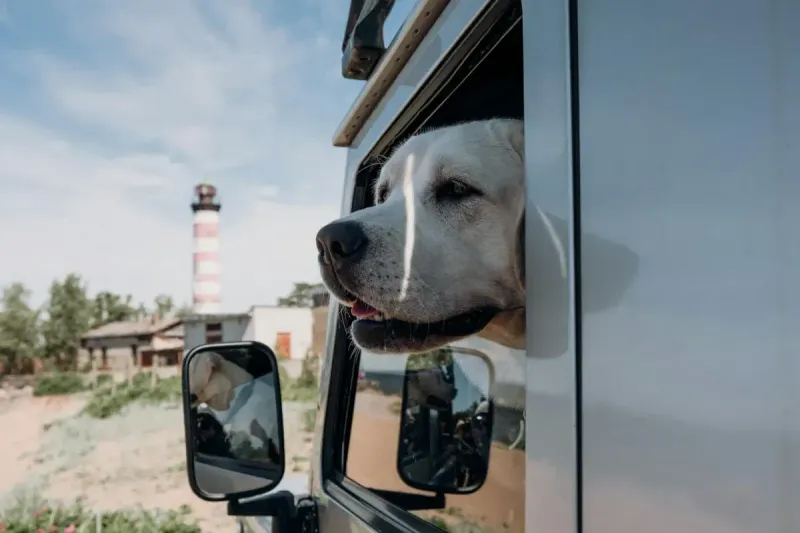 Mejor protector de maletero para perros 2026