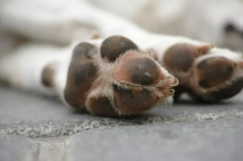 Protector almohadillas perro: ceras, botas y bálsamos 2026