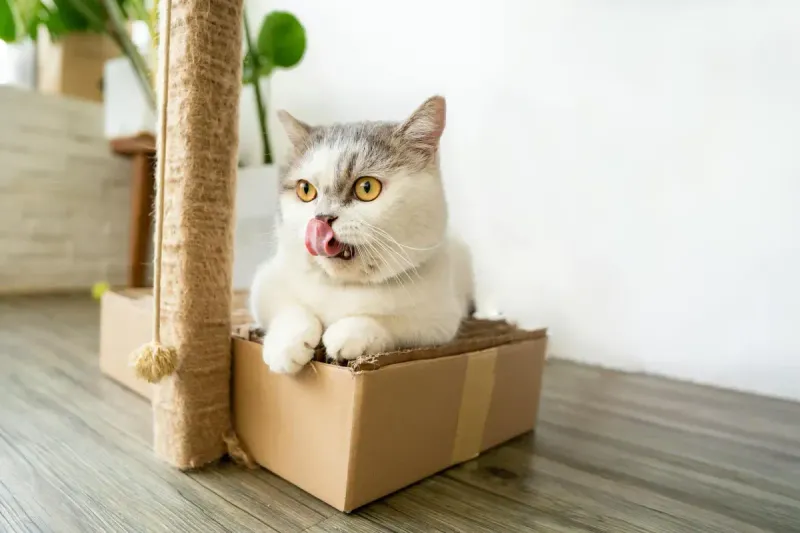 Mejor rascador para gatos 2026: guía definitiva