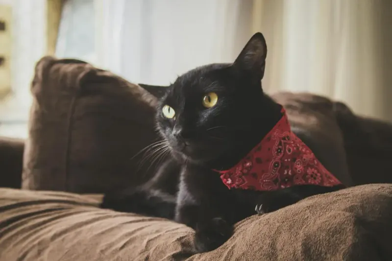 Mejores repelentes para gatos en sofás y muebles 2026