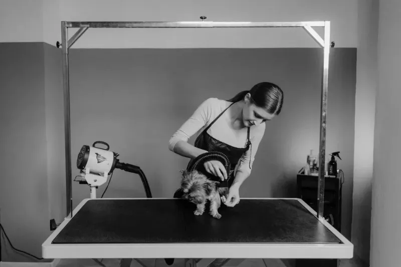 Mejor secador para perros: comparativa 2026