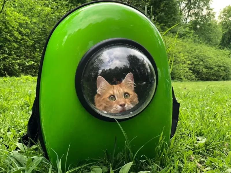 Transportín para gatos: guía completa y comparativa 2026