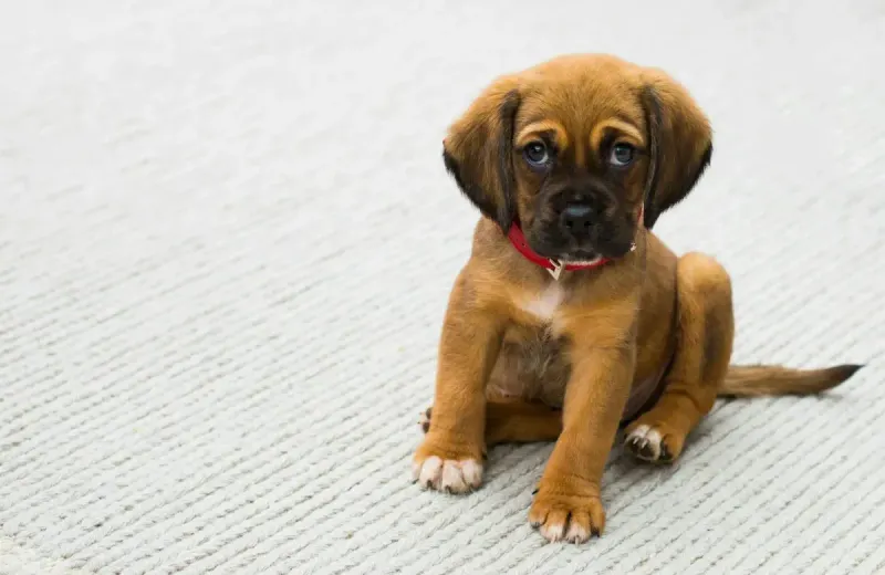 Mejores empapadores para perros: comparativa 2026