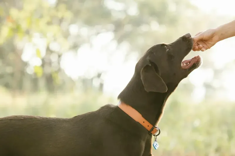 Mejores snacks naturales para perros: comparativa 2026