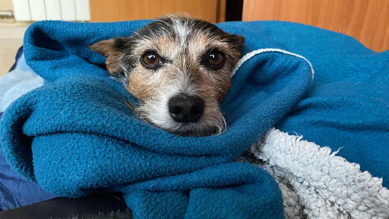 Mi perro tiembla: causas y cuándo preocuparse