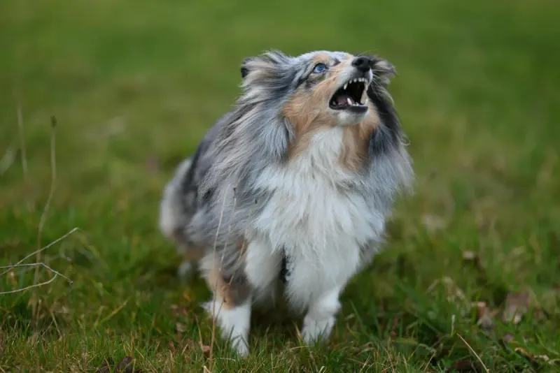 Muda de pelo en perros: guía completa de cuidados