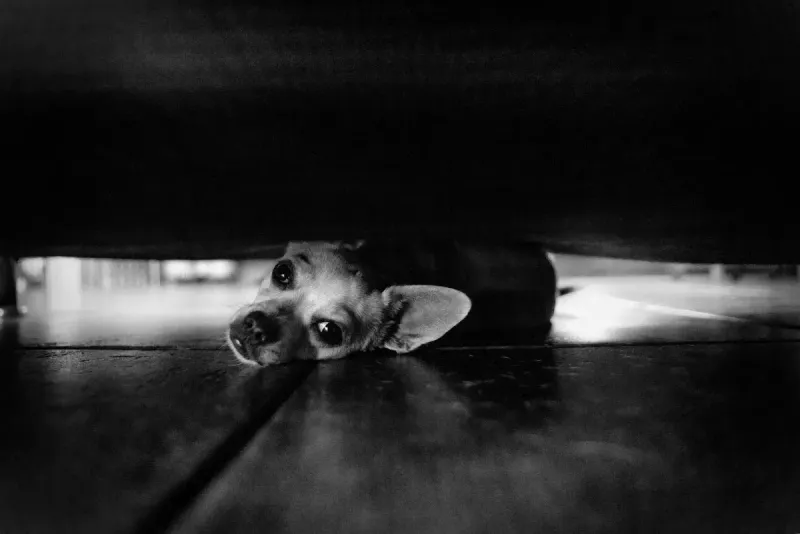 Perro con miedo a petardos: cómo calmarlo