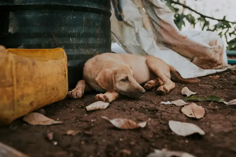 Mi perro no quiere comer: causas y soluciones