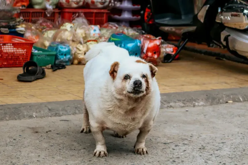 Perro con sobrepeso: dieta y ejercicio