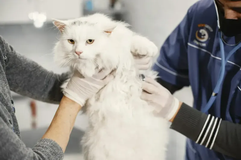 Mejor pienso para gatos con problemas urinarios