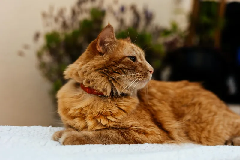 Plantas tóxicas para gatos: guía por habitación 2026