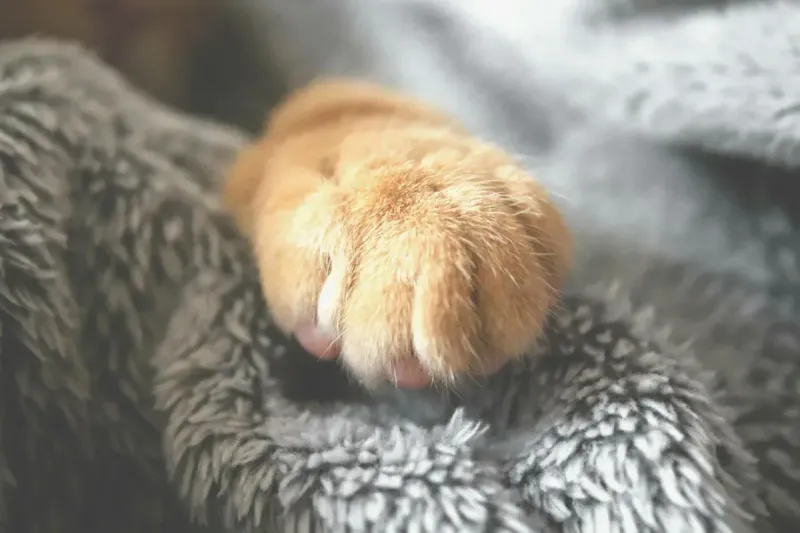 ¿Por qué los gatos amasan? Significado y curiosidades