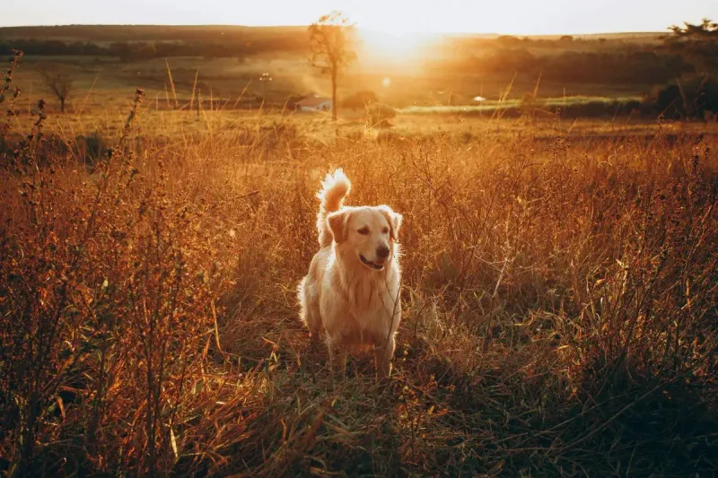 ¿Por qué mi perro come hierba? Causas y cuándo preocuparse