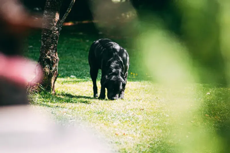 Procesionaria y perros: peligros y primeros auxilios
