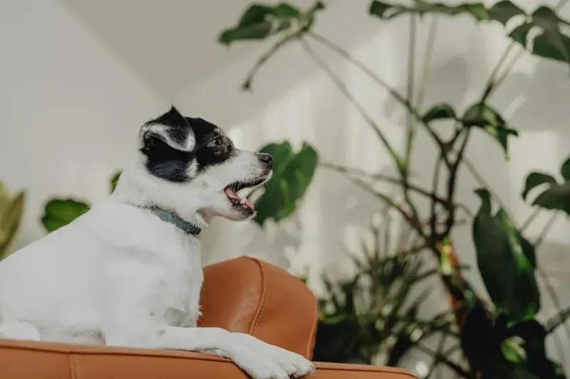 Mejores perros para piso pequeño: razas tranquilas 2026